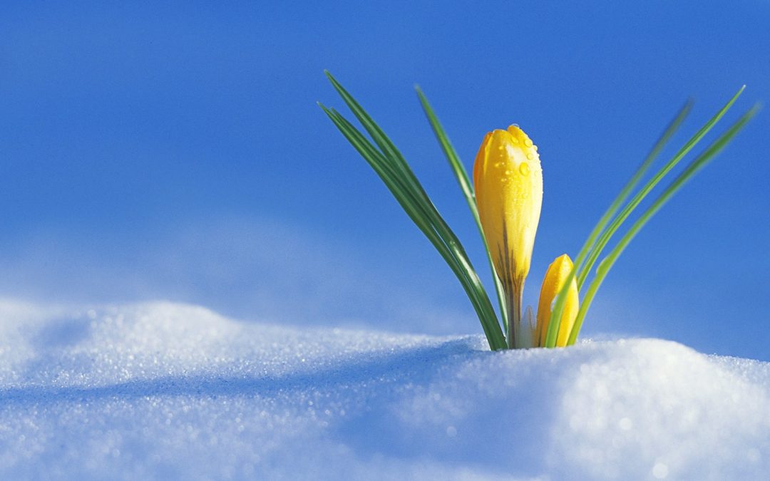 New Spring Real Estate Market is Here, Get Ready!
